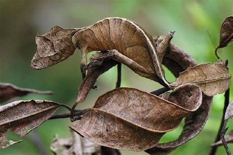 壁虎財運|在風水學中：家裡進壁虎是什麼寓意？4種預兆要「小心」了